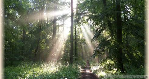 Instants fugitifs dans la forêt de Hez